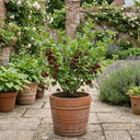 Gooseberry Kamieniar Plants