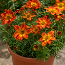 Bidens Taka Tuka Red Yellow Brush Trailing Plants