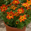 1 Bidens Taka Tuka Red Yellow Brush Trailing Plant, Bee Friendly Outdoor Summer Flowering, 21cm Root-ball