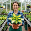 Paul's Glory Plantain Lily Plants (Set of 3 or 6)