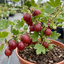 1 Gooseberry Hinnonmaki Red Bush, Self Pollinating Hardy Fruit Plant, Garden Ready, 2Ltr Root Ball