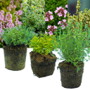 Thyme Growers Choice Mix Plants (Set of 3 or 6)