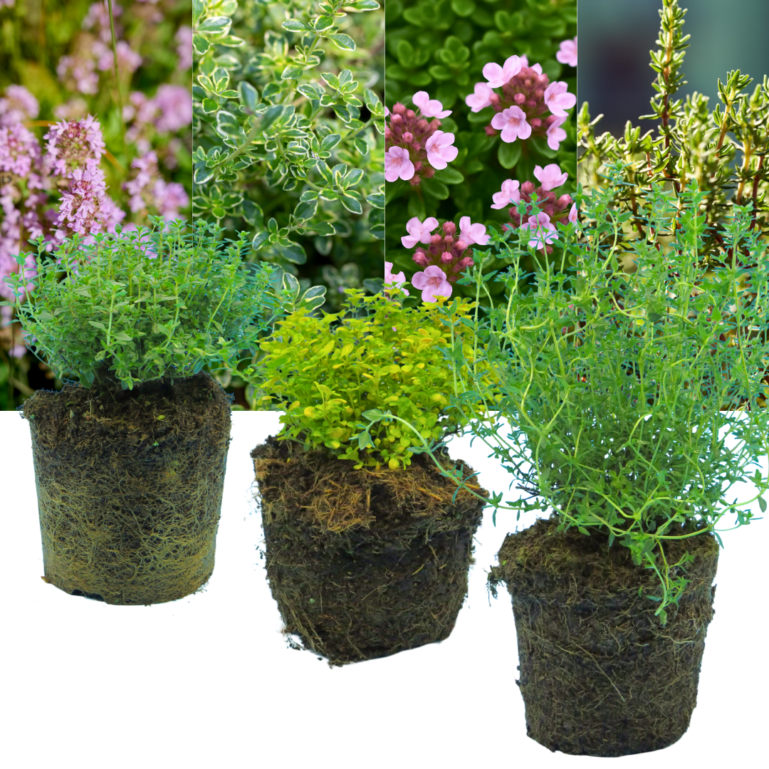 Thyme Growers Choice Mix – Culinary Thyme (Set of 3 or 6)