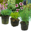 Set of 3 or 6 Large Herb Plants - Thyme Growers Choice Mix, Ready to Plant in Your Garden