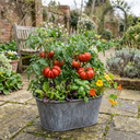 Tomato Supersteak Variety Plants (Set of 3 or 6)