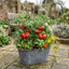 Tomato Supersteak Variety Plants (Set of 3 or 6)