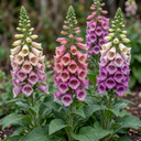 Foxglove Excelsior Hybrids Plants (Set of 3 or 6)