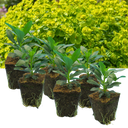 Euphorbia Robbiae Plants (Set of 3 or 6)