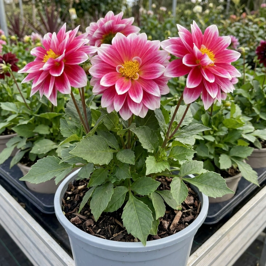 Bicolour dahlia with rose-pink petals edged in white and yellow centres, in a pale grey pot