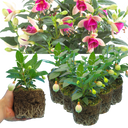 Fuchsia Diva White & Violet Plants (Set of 3 or 6)