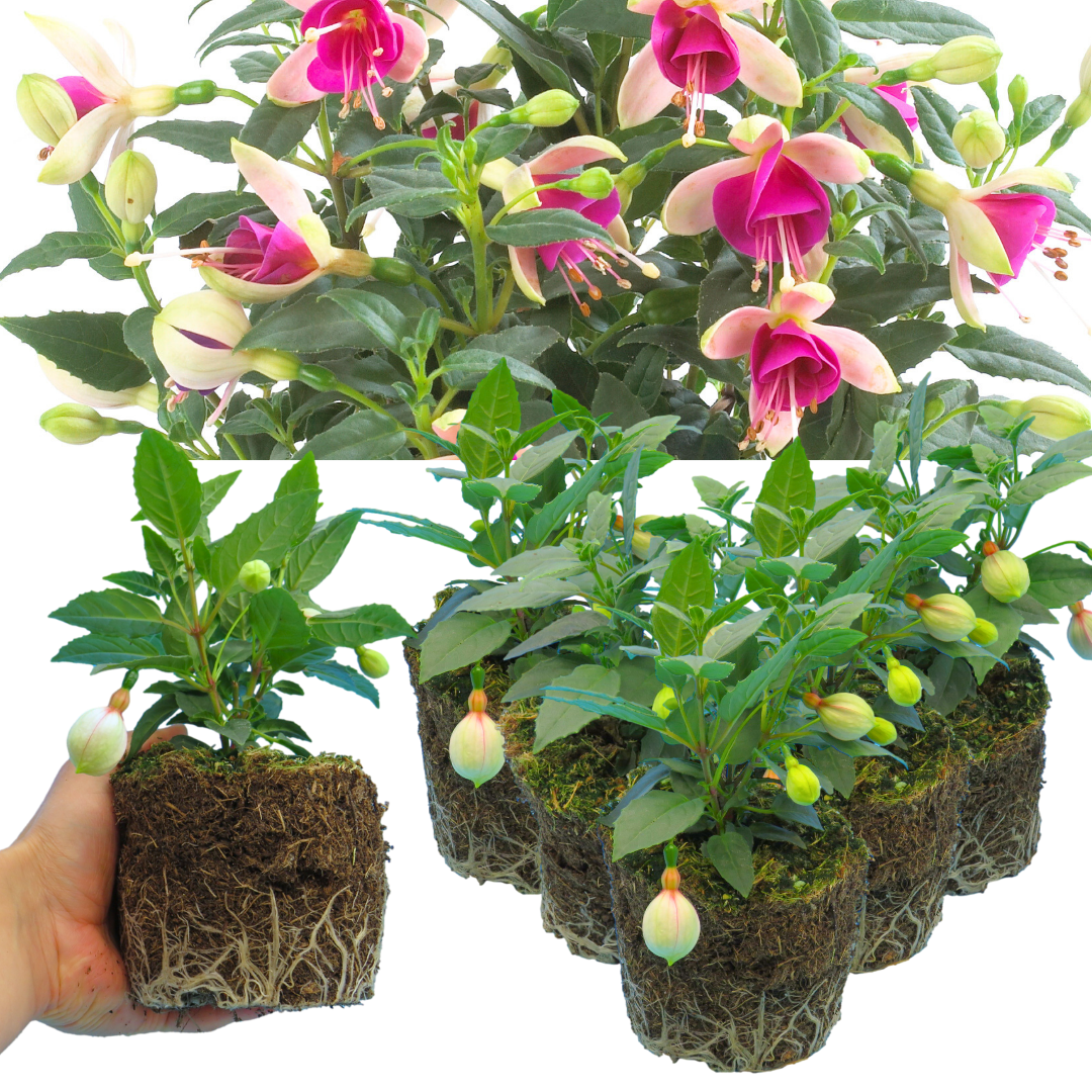 Fuchsia 'Diva White & Violet' – Summer Bedding (Set of 3 or 6)