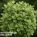 Pittosporum Malahide Plant