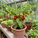 Scotch Bonnet Plants (Set of 3 or 6)