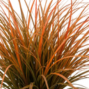 Carex Prairie Fire Evergreen Ornamental Grass Plant (2L Pot)