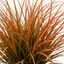 1 Carex Prairie Fire Evergreen Ornamental Grass, Hardy Perennial Garden Plant, 2 Litre Root Ball