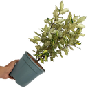 Elaeagnus ‘Maryline’ Plant