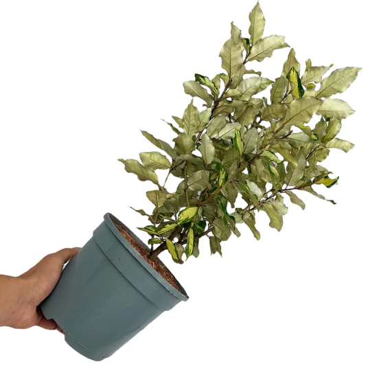 Elaeagnus 'Maryline' (Silverberry) – Gold Variegated Evergreen Shrub (3L Pot)