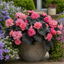 1 Large Plant - Begonia Non Stop Mocca Light Pink, Outdoor Garden Ready, 5L Pot