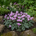 3 Hardy Cyclamen Hederifolium, Autumn Flowering, 9cm Pots