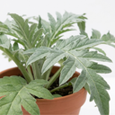 Green Globe Artichoke Plants