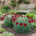 Dianthus Oscar Dark Red Plants (Set of 3 or 6)