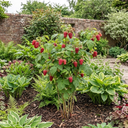 Raspberry Glem Ample Summer Fruiting Plants