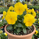 3 Pansy Delta Pro Clear Yellow Plants