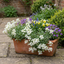 Set of 3 or 6 Large Plants - Arabis Aubris White, Ready to Plant in Your Garden, 1L