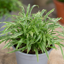 3 Litre Hosta Silly Strings Plants in Nursery Pots