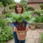 1 Rhubarb Timperley Early Plant, Hardy Perennial Fruit for Garden, Grow Your Own, 2Ltr Root Ball