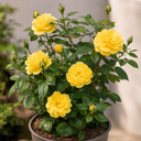 3Ltr Patio Rose Bush, Nursery Pots, Garden Ready