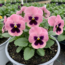 3 Hardy Pansy Plants Pink with Blotch Plant (3L Pot)