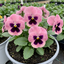 3 Hardy Pansy Plants Pink with Blotch, Garden Ready Spring & Autumn Flowering, 3Ltr Root Ball