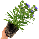 1 Large, Outdoor Garden Ready Plant - Stokesia Mel's Blue, Peat Free 3L Pot