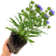 1 Large, Outdoor Garden Ready Plant - Stokesia Mel's Blue, Peat Free 3L Pot