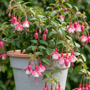 10.5cm Trailing Fuchsia Cascade Plants, 3 Pack, Pink and White, Hanging Basket Summer Bedding, Pots