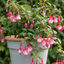10.5cm Trailing Fuchsia Cascade Plants, 3 Pack, Pink and White, Hanging Basket Summer Bedding, Pots