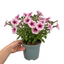 1 Large Plant - Petunia Sanguna Mega Pink Vein, Outdoor Garden Ready, 2L Pot