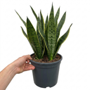Sansevieria Superba Snake Plants