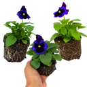 Pansy Delta Pro Neon Violet Plants (Set of 3 or 6)