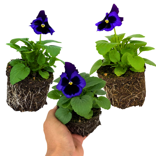 Pansy 'Delta Pro Neon Violet' – Winter Bedding (Set of 3 or 6)