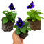 Set of 3 or 6 Large Plants - Pansy Delta Pro Neon Violet, Ready to Plant in Your Garden