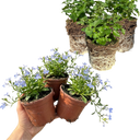 Hot WaterBlue Improved Plants (Set of 3 or 6)