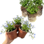 Set of 3 or 6 Large Lobelia Plants - Hot WaterBlue Improved, Ready to Plant in Your Garden