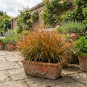 Carex Prairie Fire Evergreen Ornamental Grass Plant (2L Pot)