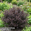 Lophomyrtus ‘Purpurea’ Plant
