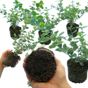 Euonymus Emerald Gaiety Plants (Set of 3 or 6)