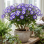 1 Large Bedding Plant - Senetti Magic Blue, Outdoor Garden Ready, 2L Pot