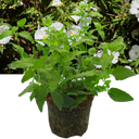 Cistus Corbariensis Plant