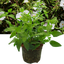 Cistus Corbariensis